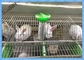 Rete metallica saldata che recinta gli strati delle gabbie in batteria 3 o 4 del coniglio dei pannelli
