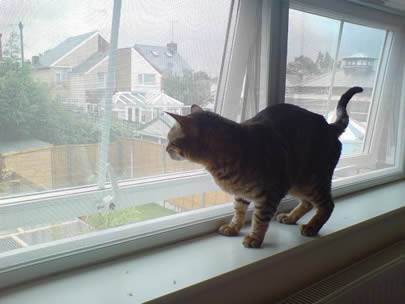 Un gatto sta stando sul davanzale e la finestra è fatta dello schermo galvanizzato dell'insetto.