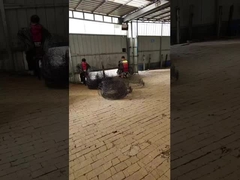 Corsa di radice nera anneale per alberi o piante