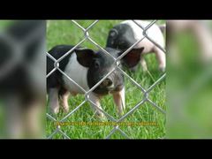 Tessuto per recinzione a catena American Temp 6 piedi x 8 piedi Pannelli per perimetrale di pattugliamento zincati GAW