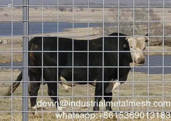 Pannello zincato a caldo per suini per recinzioni per bestiame e bovini