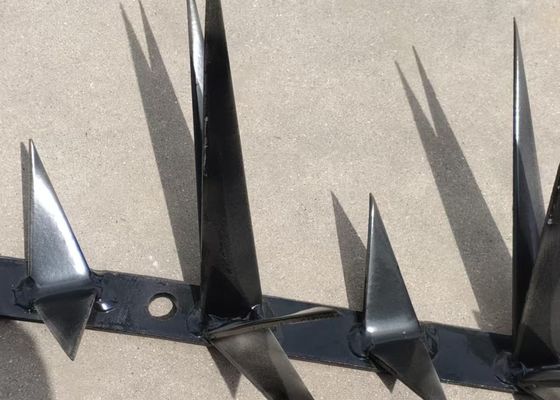 parete galvanizzata immersa calda Spike For Security di salita dello SGS di lunghezza di 1m grande anti