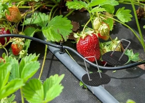 Rete per insetti fissaggio di perno di erba fissaggio di SOD adesivi chiodo da giardino in acciaio galvanizzato