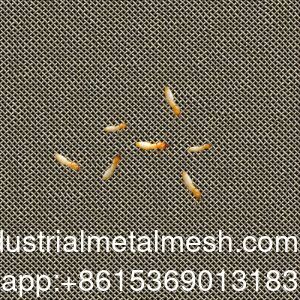 AISI 304 316 316L schermo a maglia in acciaio inossidabile antitermitico